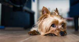 What is so special about the Yorkshire Terriers?