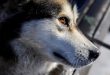 What you did not know about the Siberian Husky