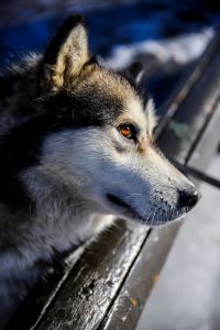 black and white siberian husky