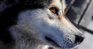 What you did not know about the Siberian Husky