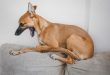 Adorable purebred dog with brown coat yawning while lying on couch cushions at home