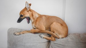 Adorable purebred dog with brown coat yawning while lying on couch cushions at home