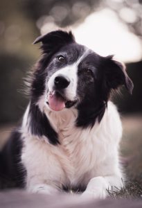 Charming purebred dog with fluffy black and white fur looking at camera while lying on meadow