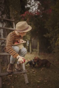 Boy sitting with apples on ladder near funny playful Dachshunds