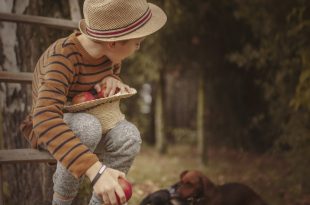 Boy sitting with apples on ladder near funny playful Dachshunds
