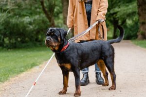 Black and Tan Rottweiler Puppy