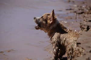 brown dog on seashore