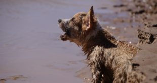 brown dog on seashore