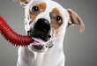 Bad breath in dogs : How to get rid of it
