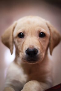 yellow labrador retriever puppy on white textile