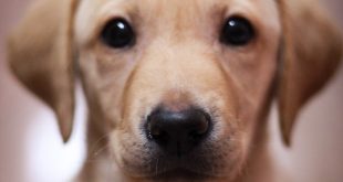 7 interesting facts about the Labrador Retriever