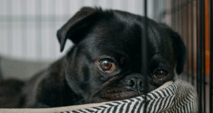 Is your dog depressed?