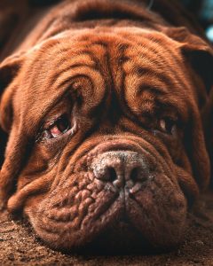 brown short coated dog in close up photography