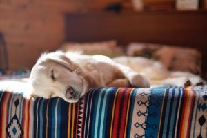 pet dog laying on bed