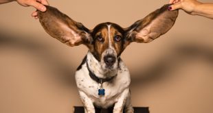 effective ways to cure ear infection for dogs