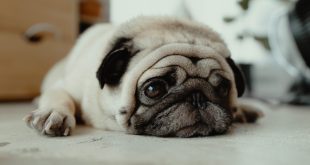 5 dangerous signs to look for to prevent dog depression