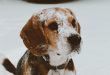 Love a Beagle
