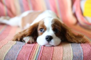 brown and white long haired small dog lying on red and white textile