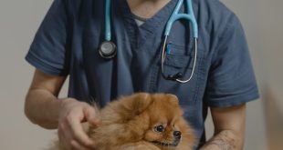Why are dogs afraid of going to the vet?