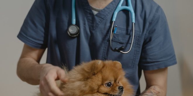 Why are dogs afraid of going to the vet?