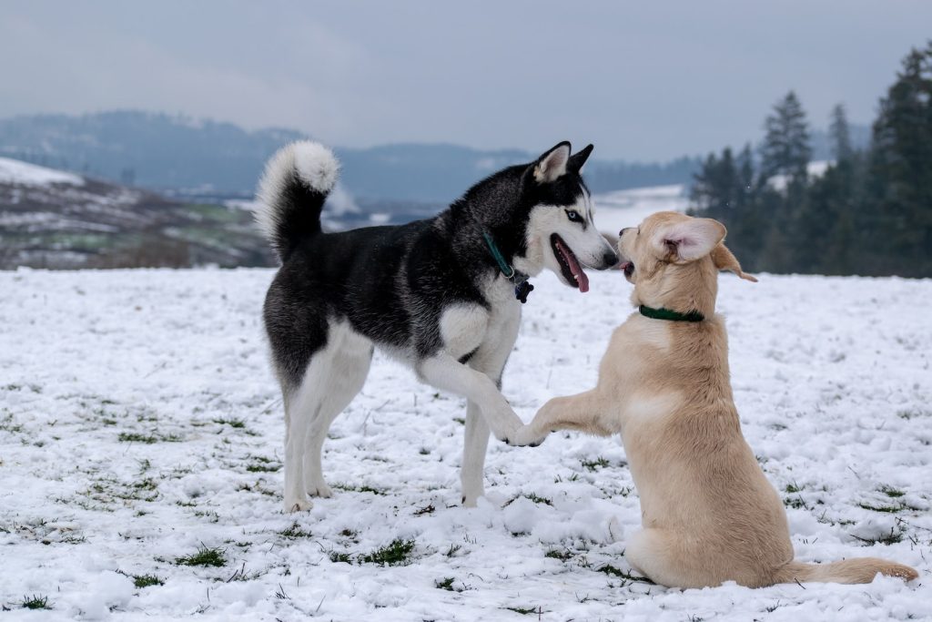 How to introduce two dogs meeting for the first time wagwagtail