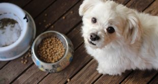 When is it time to change your dog food?