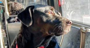 The dog known for riding the bus alone to the dog park has died