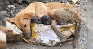 A stray dog was found lying amidst the wreckage, desperately clinging to her puppies while giving birth.