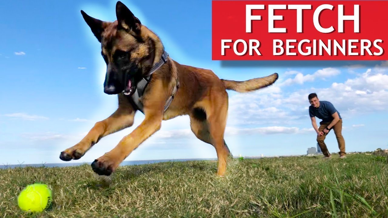 Teach Your Dog to Fetch