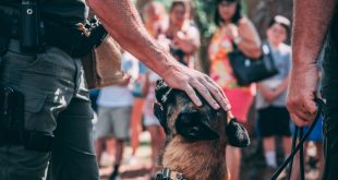 Obedience Training For Dogs : How To Train Your Dog To Behave In Public