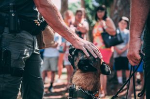 Obedience Training For Dogs : How To Train Your Dog To Behave In Public