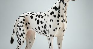 why do dalmatians have spots